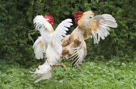 Dealing With An Aggressive Rooster.